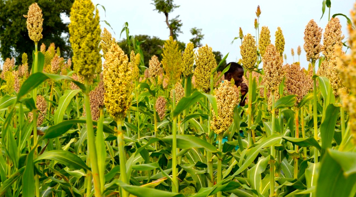 maize-like-crop-sorghum
