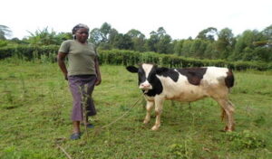 Dairy loan insures cows, increases income