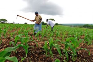 New maize variety triples yields,withstands harsh weather