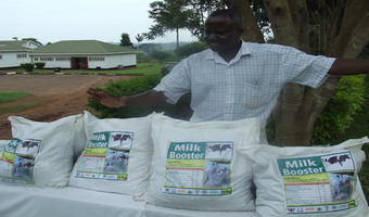 Molasses milk booster feed offers dairy farmers Uganda