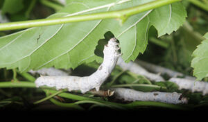 Scientists target silkworms to contain Malaria