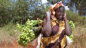 Crop experts join efforts to help eradicate troublesome flower pests in Kenya