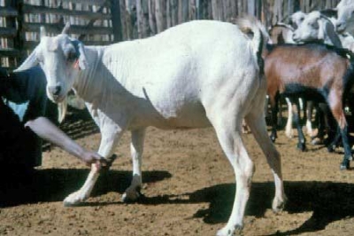 Galla Goat rearing in kenya
