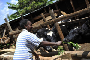 Dairy farmers milk fortunes with new finance model