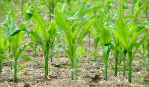 Uganda mulls fingerprint tracking to tackle fake seeds