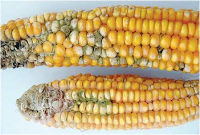 aflatoxin infested maize