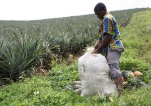 Organic food certification standards Uganda