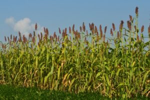 SweetSorghum