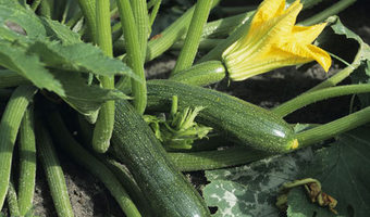 courgette-farming-kenya