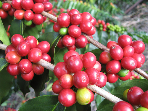 Kona-King-Coffee-Farm