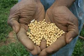 Soy beans by Daily Nation.jpg