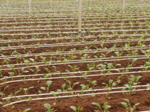 Greenhouse-Drip-Irrigation-System