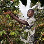 coffeefarminguganda