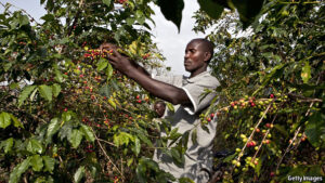 coffeefarminguganda