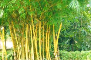 kenya bambo1