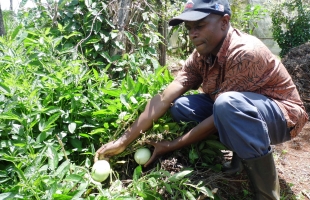 Mr. Jesse Kioria tending to his pepino fruits