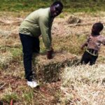 Hay Geoffrey Rono Narok fodder