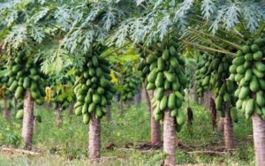 CABI launches papaya mealybug farmer education program