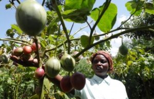 One Tamarillo tree earns farmer Sh2,000 yearly