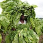 Tobacco farmers in Kenya to earn up to 4 times in export market