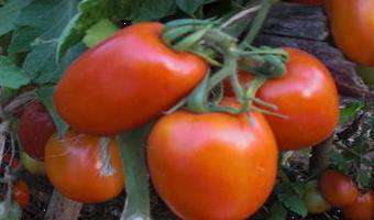 Disease resistant Shanty F1 tomato variety bt Amiran Kenya
