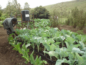 ‘Drop by drop’ funds farmers to access irrigation technologies