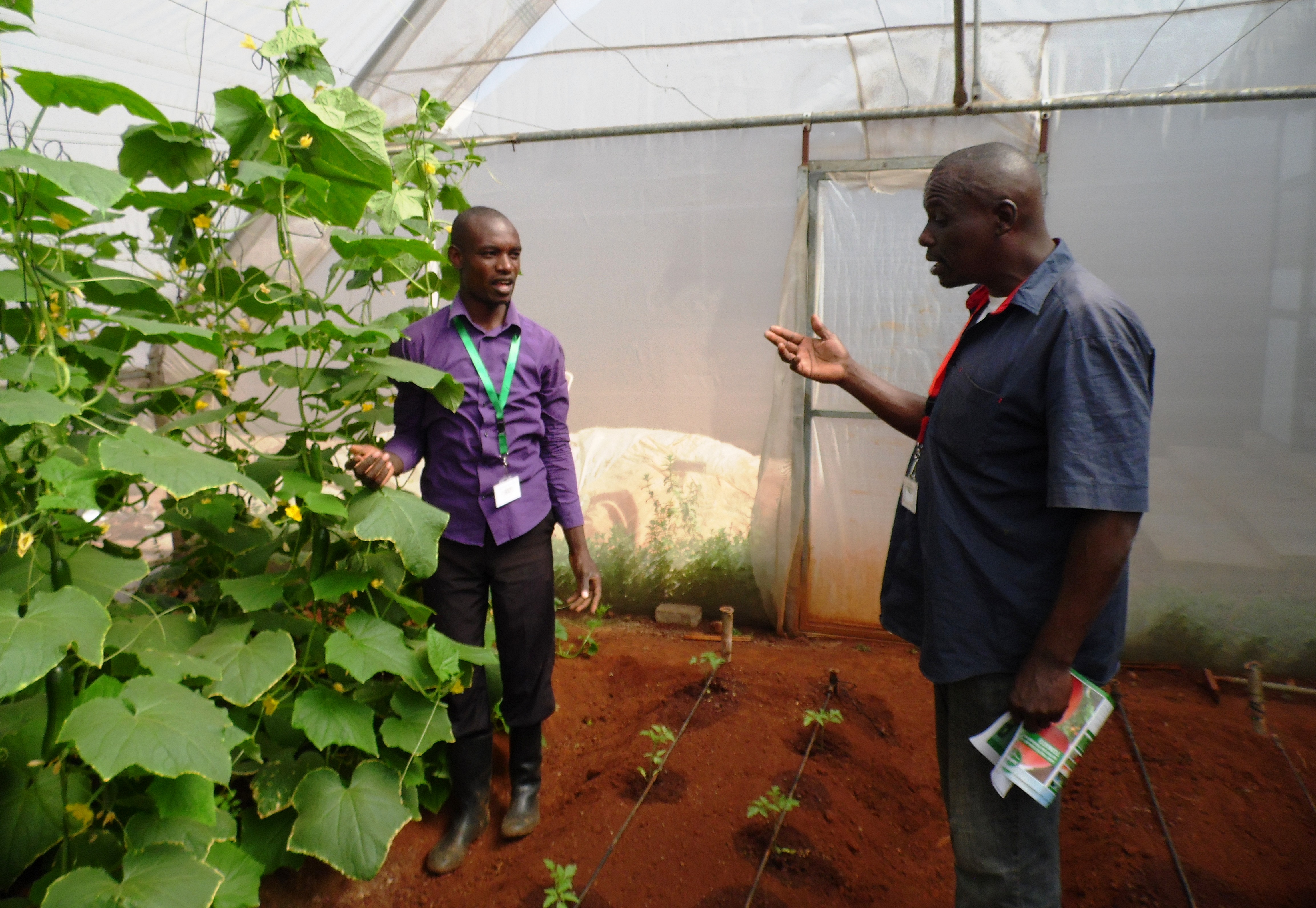 Agronomist Wycliffe Obwoge answering Gabriel Njoroge on how to raise cucumbers. Accidental tomato growing saved the farmer from Sh300,000 poultry loss. PHOTO: LABAN ROBERT.