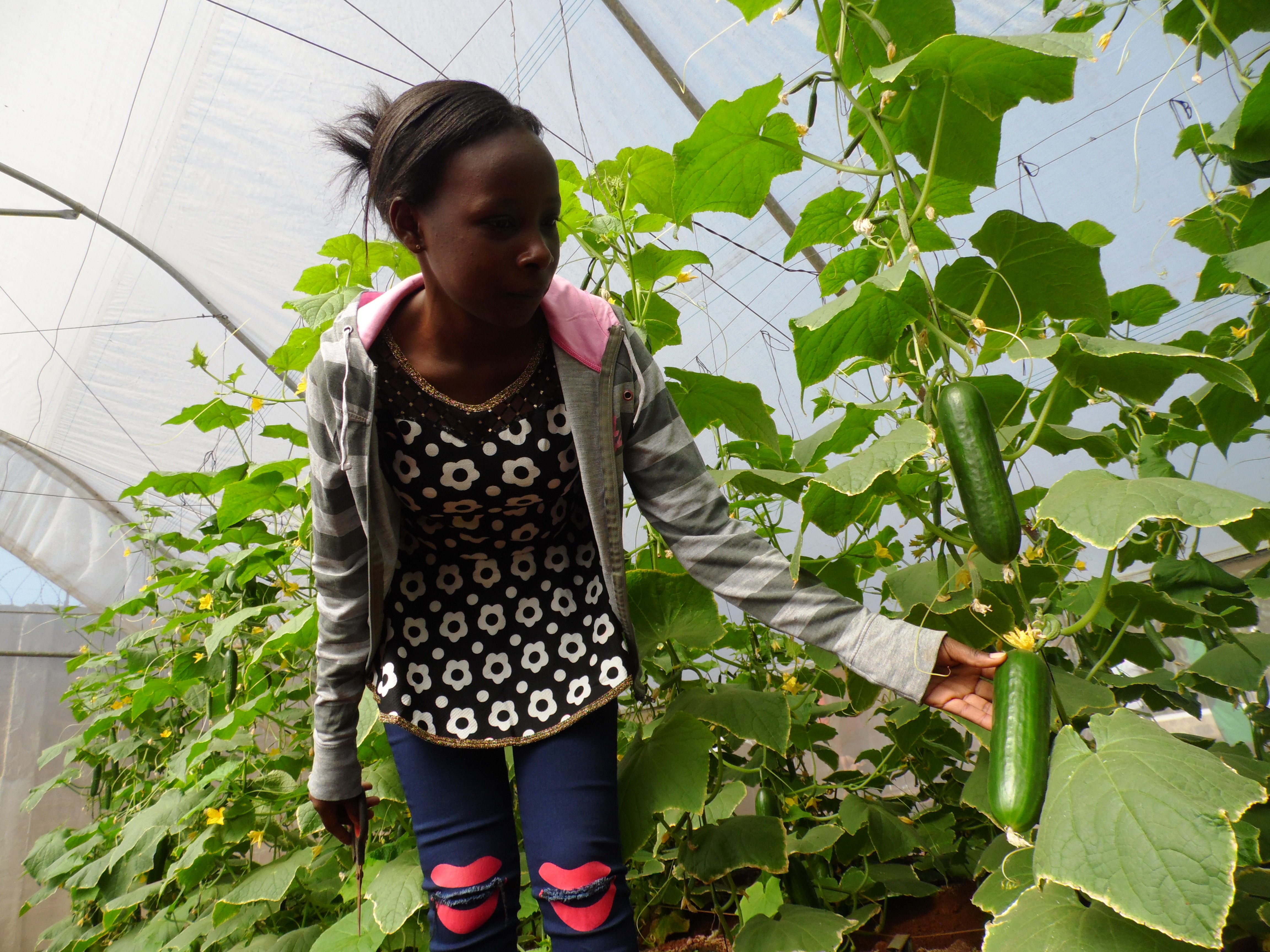 Kate Nyaboke of Amiran Kenya prunes cucumbers in a greenhouse. Gabriel Njoroge, a Kimbu County cucumber farmer decided to look for market before growing the crop to cut losses after harvest. PHOTO: LABAN ROBERT.