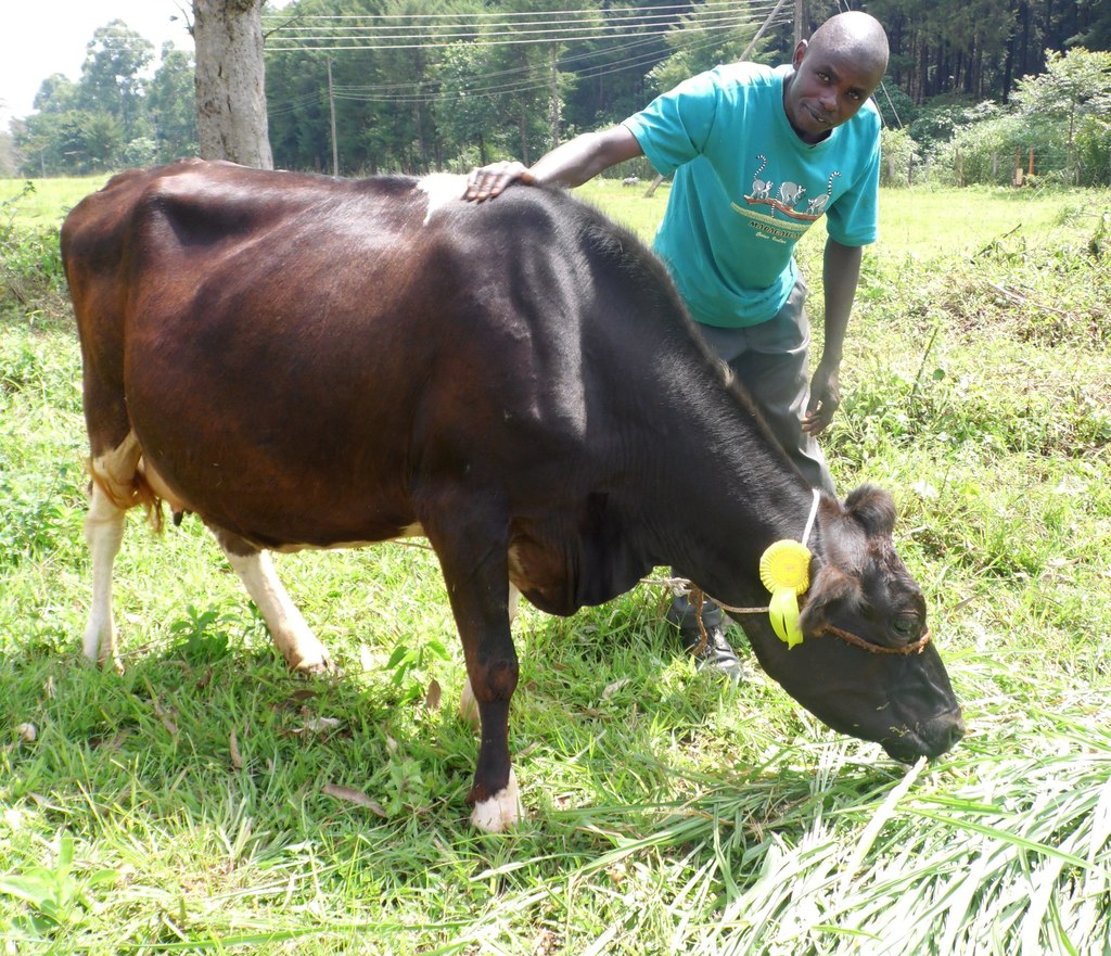 Wycliffe Ochango feeding his hybrid cow during the Kakamega County show on June 17, 2016. PHOTO BY LABAN ROBERT..jpg
