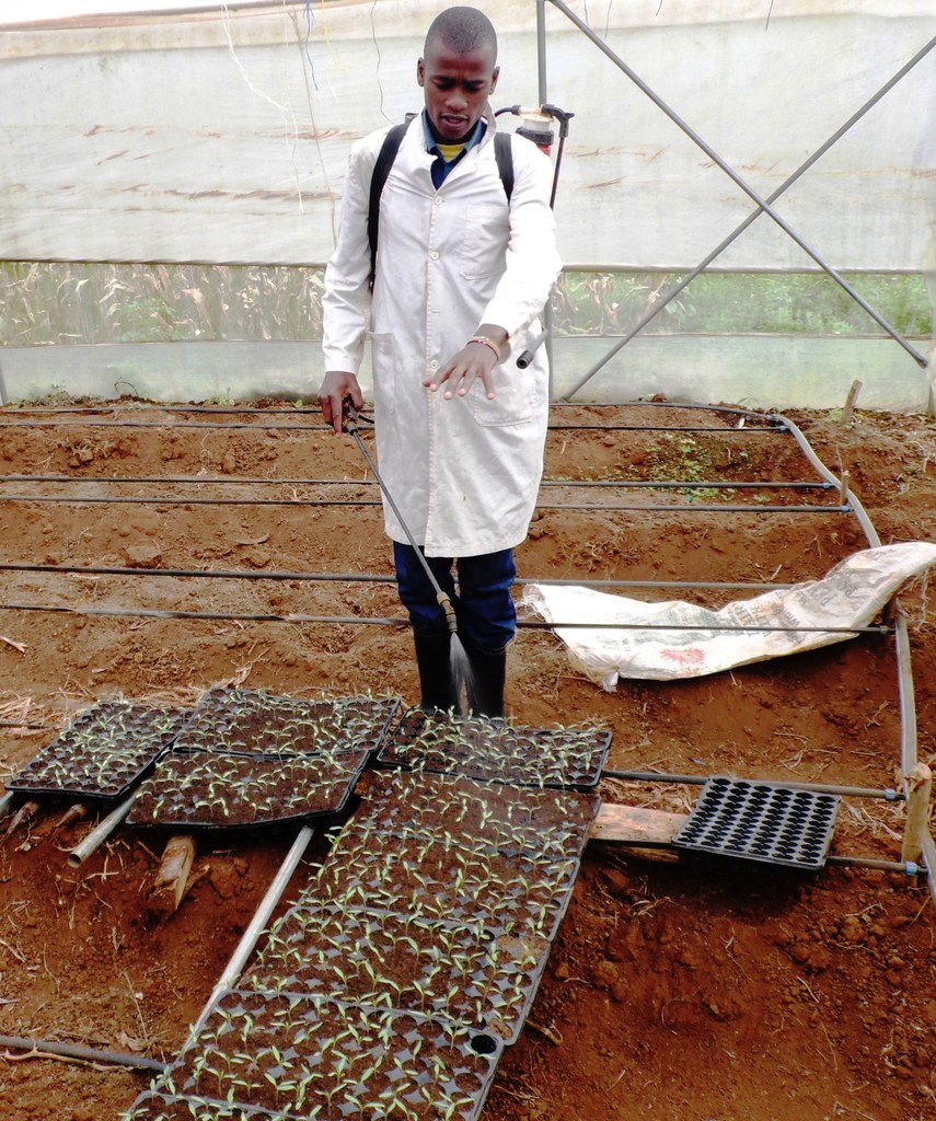 Nathan Mala, a Kiambu County agripreneur sprays tomato seedlings. Equity is offering loans of up to Sh3million to farmers. PHOTO: LABAN ROBERT.