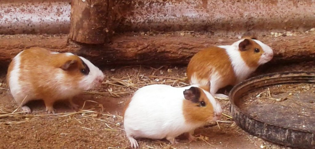 guinea pigs.jpg