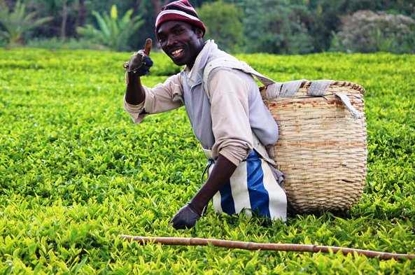 tea-in-kenya-investing-in-farmers-full.jpg