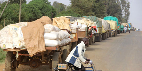 TRUCKS with maize by business daily.jpg