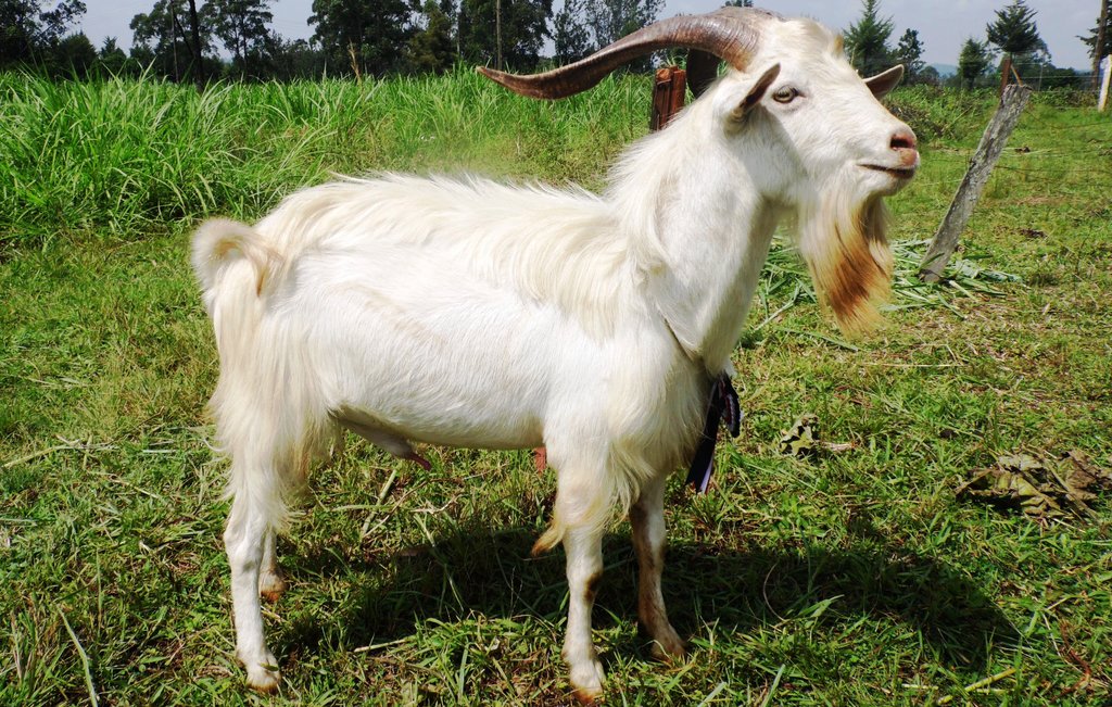 Goat-buck-ShikangaKakamegaASKByLabanRobert.JPG