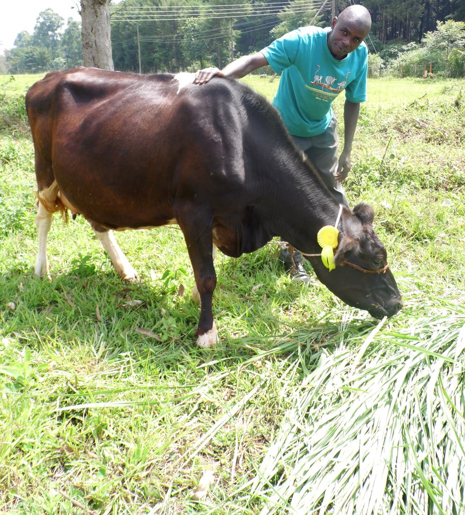 Wycliffe Ochango feeding his hybrid cow during the Kakamega County show pn June 17, 2016. PHOTO BY LABAN ROBERT.jpg