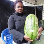 Asali F1 melon.JPG