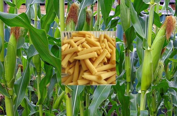 Baby-Corn.jpg