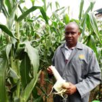 Maize green Osman Jumbe Mombasa ASK by Laban Robert.JPG