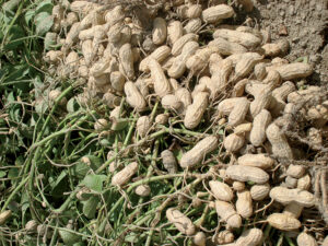 groundnuts.jpg