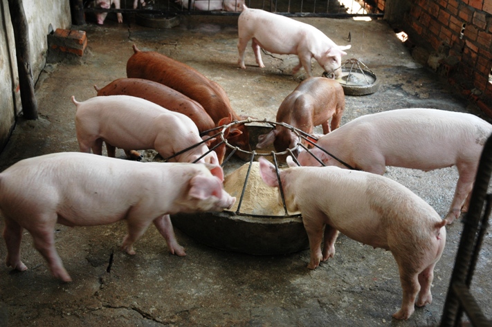 pigs_feeding.jpg