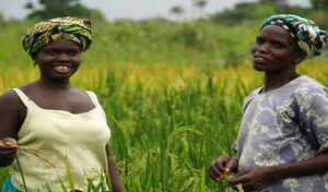 Africa-Rice-Cente.jpeg