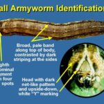 Fall Army worm.jpg