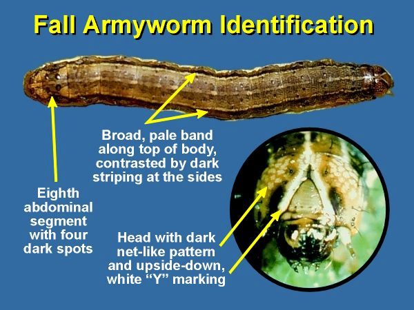 Fall Army worm.jpg