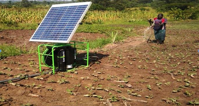 Solar irrigation buys cow.JPG
