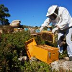bees.jpg
