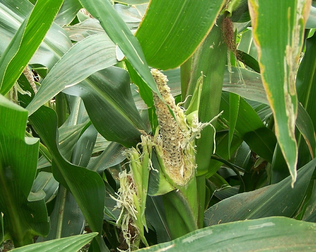 maize eaten by birds.jpg
