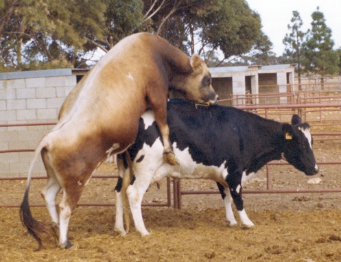 bull mating photo by agritech.tnau.in.jpg