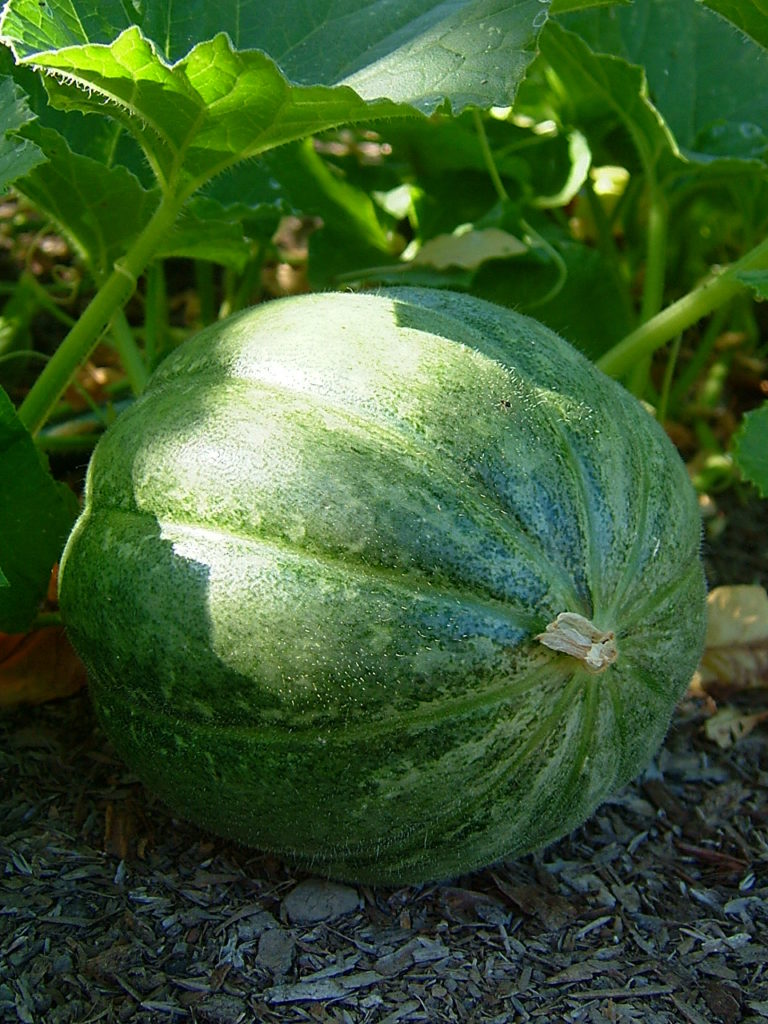 Charentais-melon.jpg