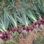harvested onions.jpg