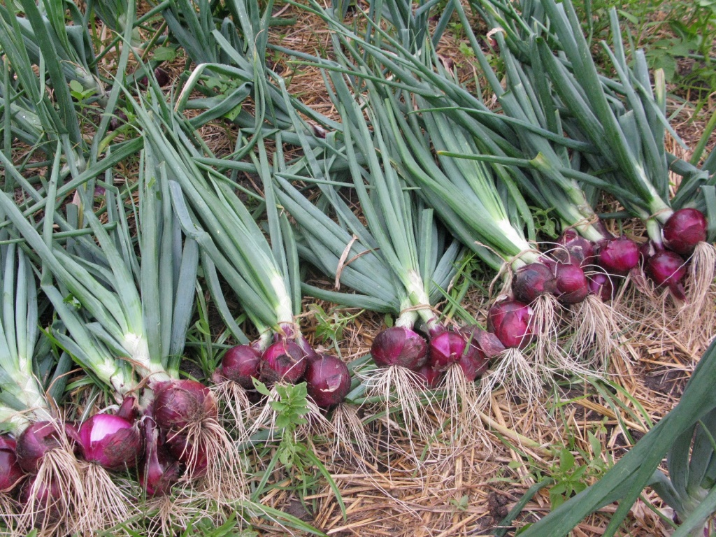 harvested onions.jpg